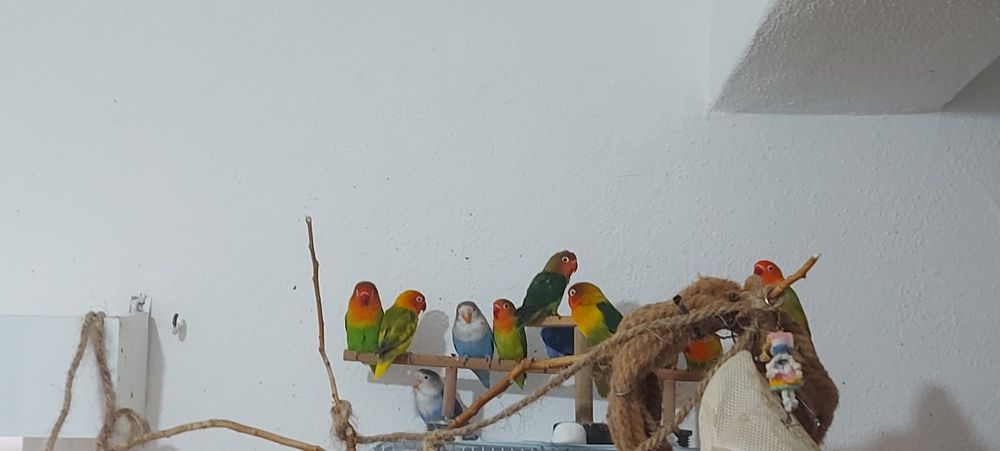 Agapornis Fischers Opalino.