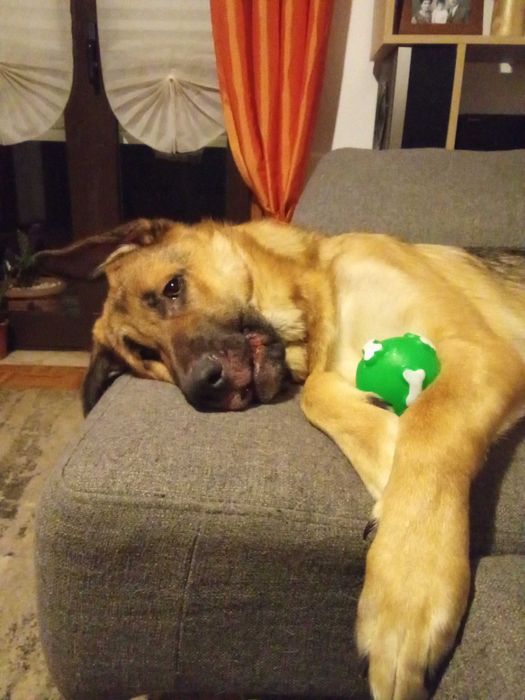 Cão 1 ano pastor alemão x serra da estrela