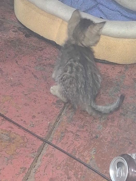 Продаж кошенят ₴₴₴₴₴