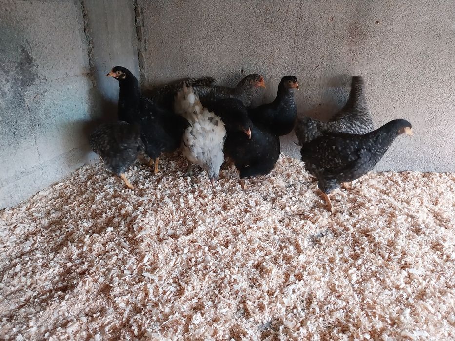 Galo Sedosa do Japão barbuda