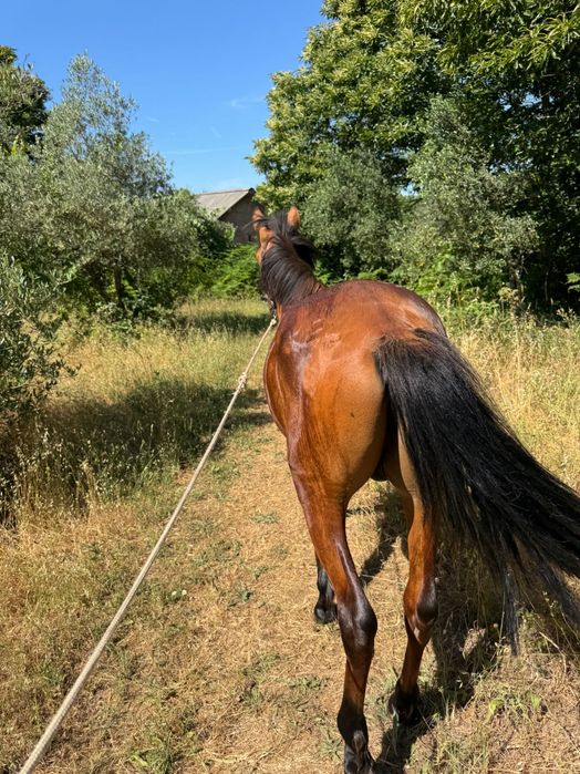 Vendo Cavalo garrano cruzado. Vacinado, chip, livro verde e já com algum maneio, Muito meigo e bem tratado!