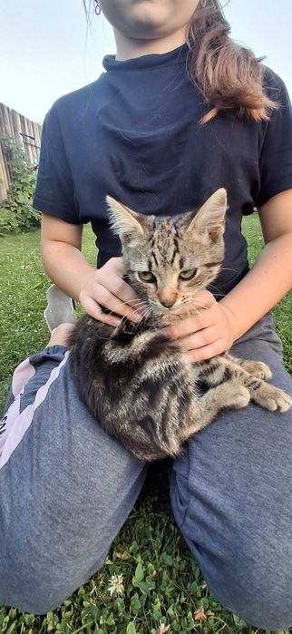 Кошенята. Віддам безкоштовно. наролились 10 квітня