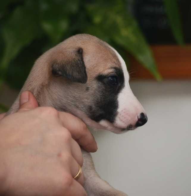 whippet płowa suczka, rodowód FCI