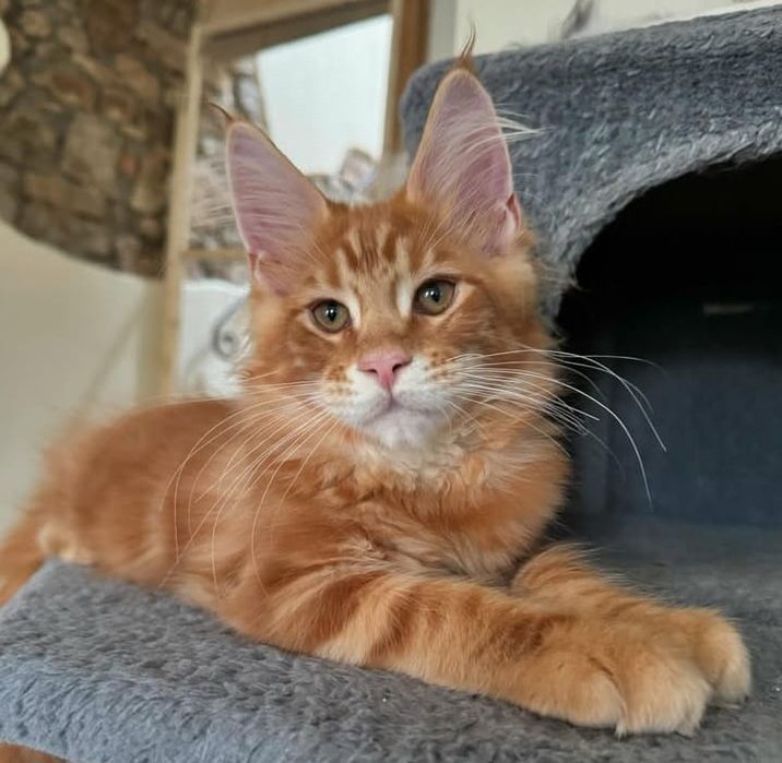 Кошенята мейн-кун на  продаж с документамi