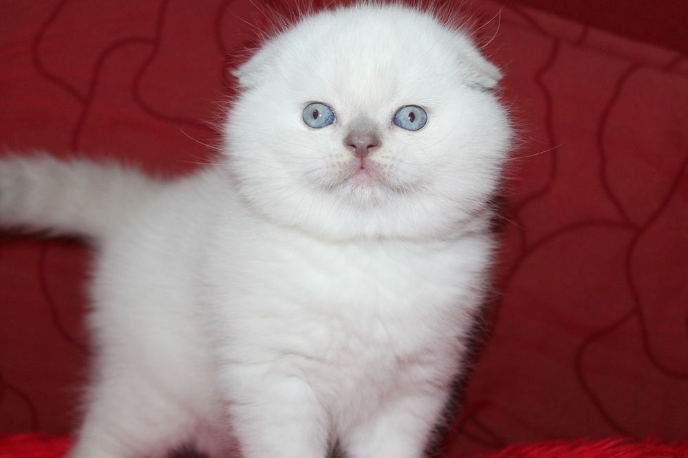 Кот на вязку, Николаев!