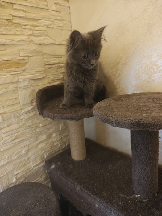 Maine coon kotka