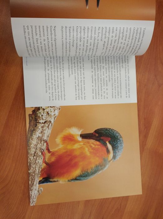 Livro "Guarda-rios... o raio azul" de Carlos Rio (2015)