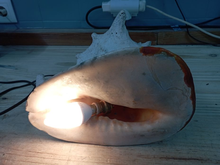 Búzio Grande Antigo Candeeiro