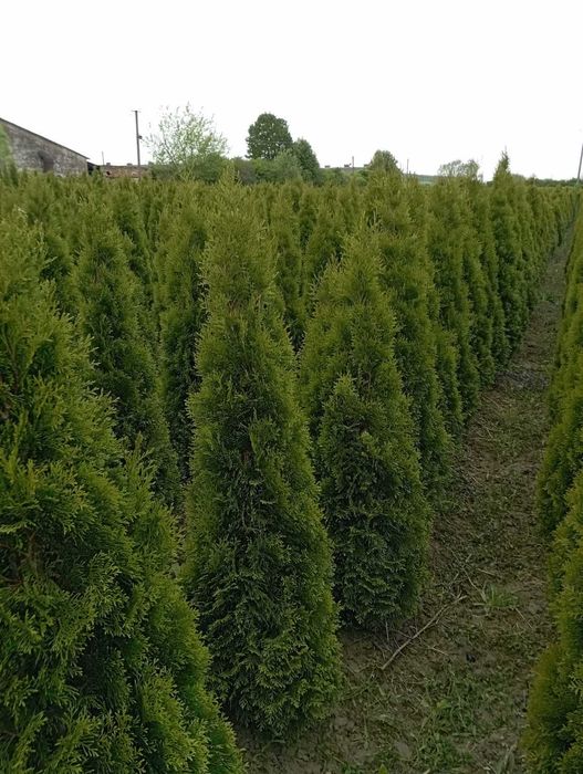 Туя смарагд західна