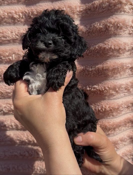 Супер дівчатка мальтипу міні