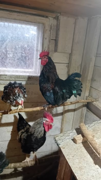 Koguty rajskie kolorowe