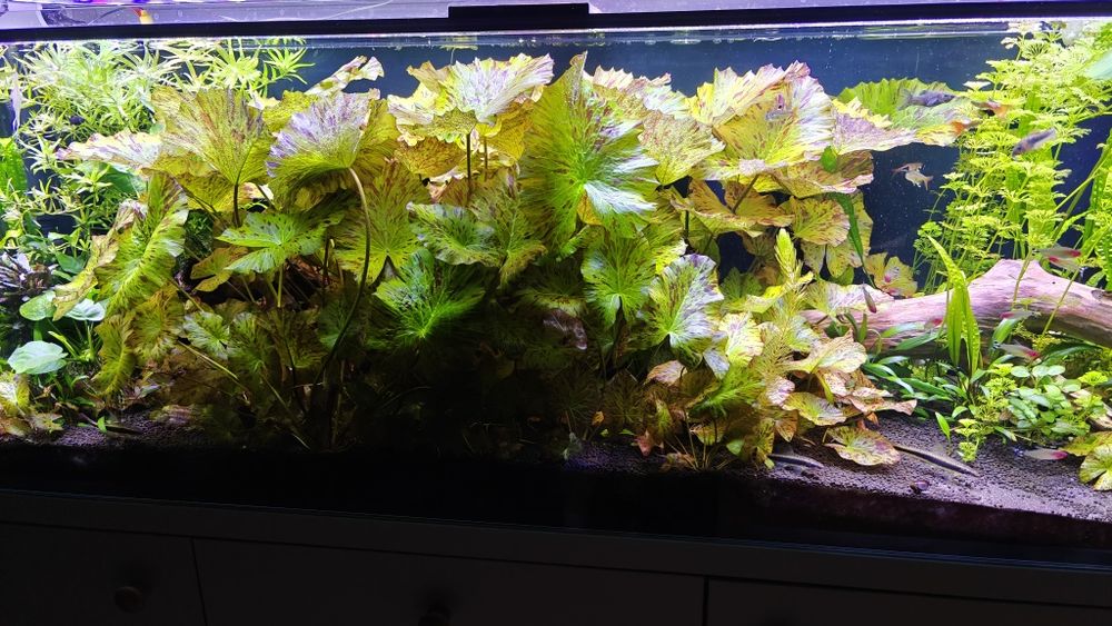 Lotos, rośliny akwariowe, piękne z własnej hodowli