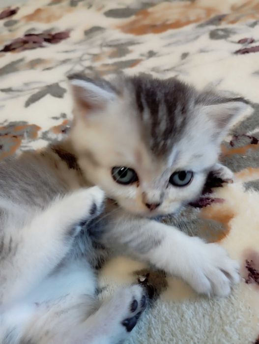 Шотландське кошеня