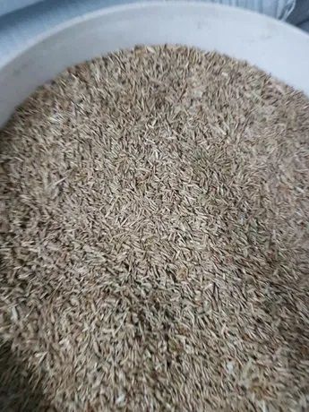 Mieszanka Traw na Tereny Suche