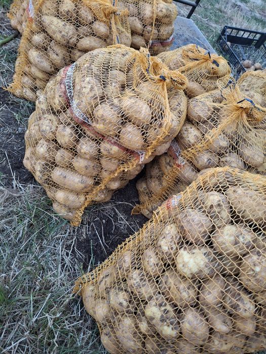 Ziemniaki jadalne lub paszowe