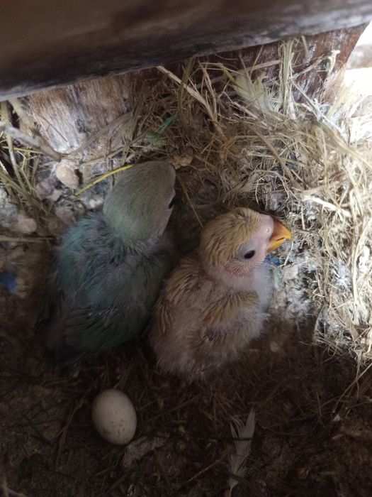 Agapórnis roseicolis