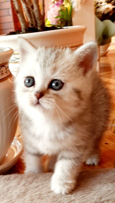 Няшечка-мілашечка