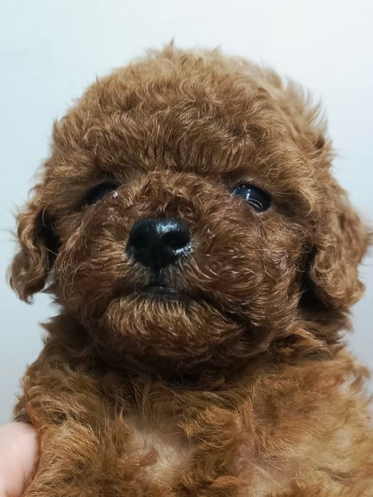 Той пудель Китай.Неймовірно гарні малюки.