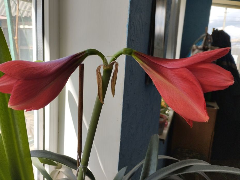 Гиппеаструм большой