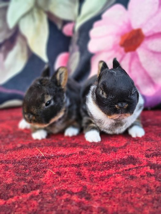 Karzełek rex, mini lop, baranek karzełek