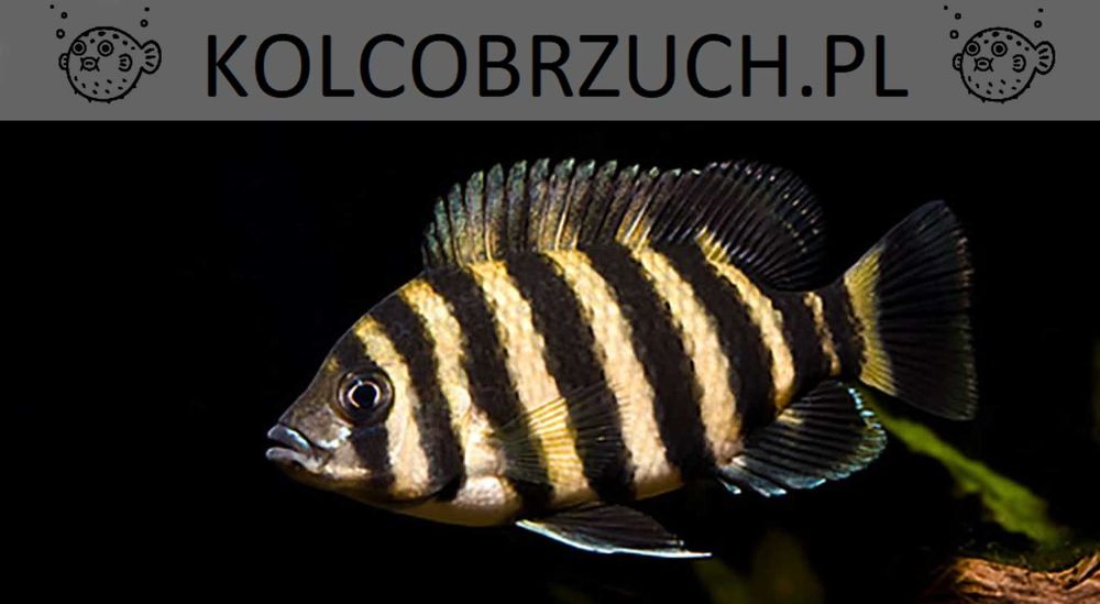 Tilapia zebra - Heterotilapia buttikoferi - dowozimy, wysyłamy