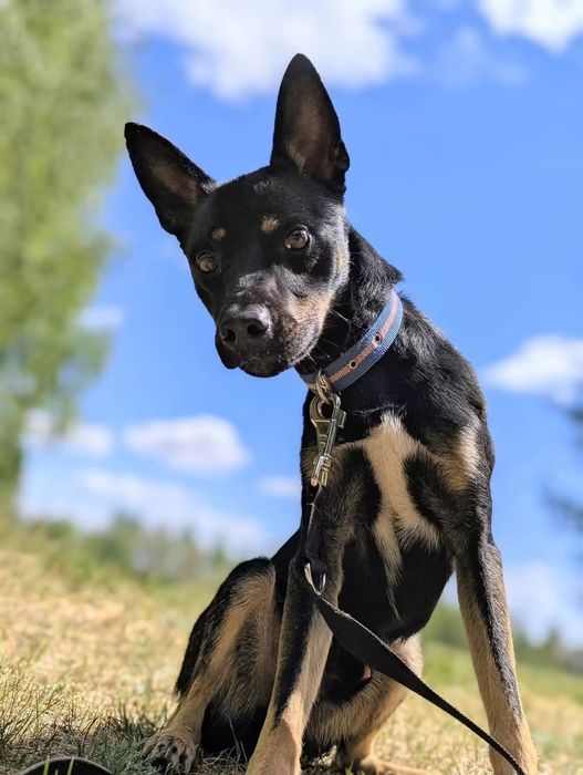 Mlody, energiczny Tobi poleca się do adopcji