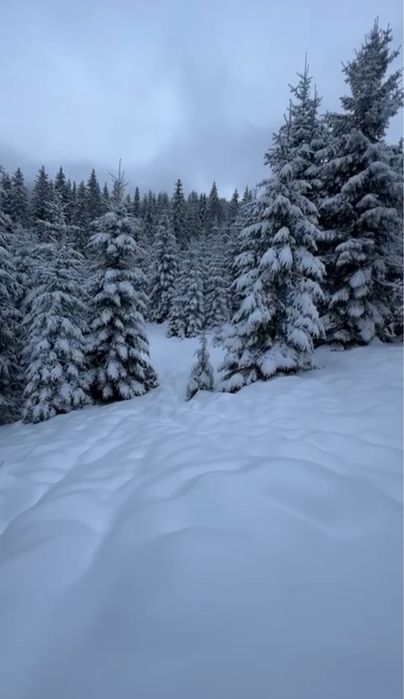 Земельна ділянка з ЛІСОМ на територіі .