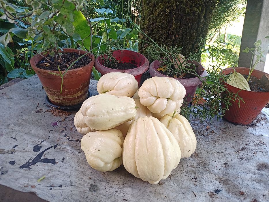 XUXUS 100% Biologocos