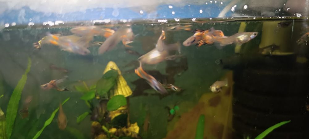 Рибки акваріумні Гупі