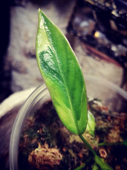 Philodendron Atabapoense Variegata duża RZADKOŚĆ Filodendron Monstera