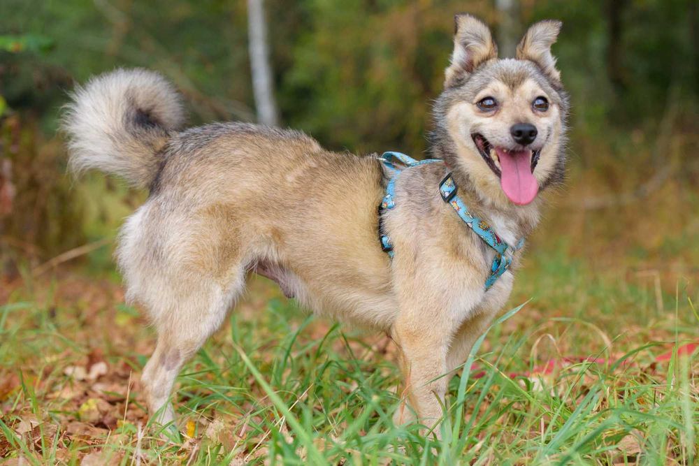 Sajlek - radosny promyczek