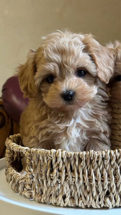 Мальтіпу гарнесенькі дітки