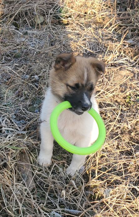 Бешкетник у добрі руки.