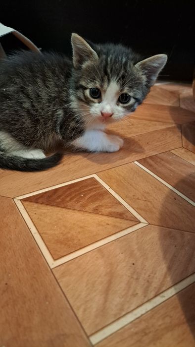 Отдам котят бесплатно