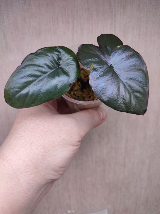 Алоказия Yukatan Princess, Юкатан принцесс