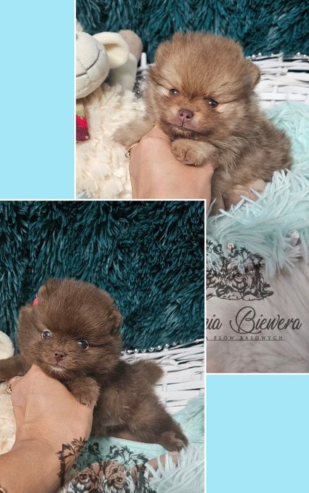 Szpic Miniaturowy/Pomeranian Chocolate/Chocolate &Tan piesek Paszport!