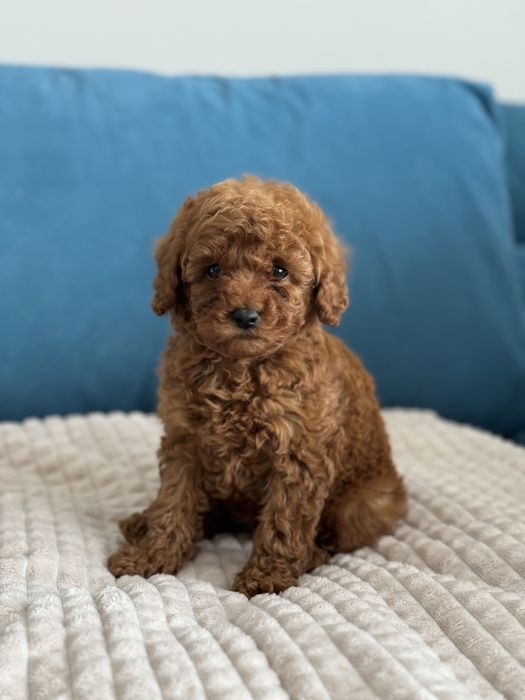 Той пудель девочка ред браун