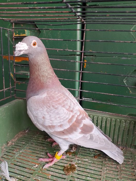 Sprzedam gołębie pocztowe para parzysta aaaa
