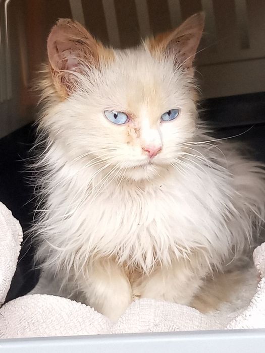 Отдам милого котенка в очень хорошие руки