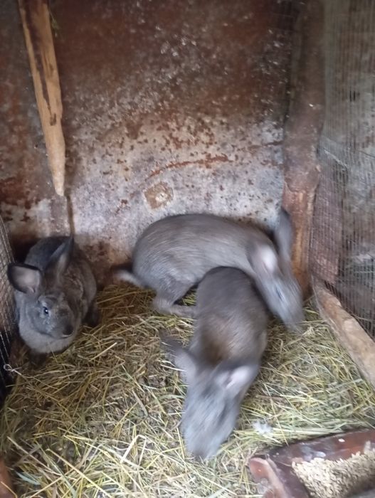 Продам молодих кроликів и  м'ясо кролів