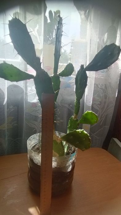 Продам кактус опунція