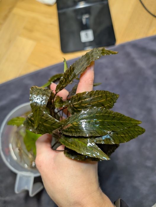 Cryptocoryne nurii Rosen maiden, rarytas, roślina akwariowa