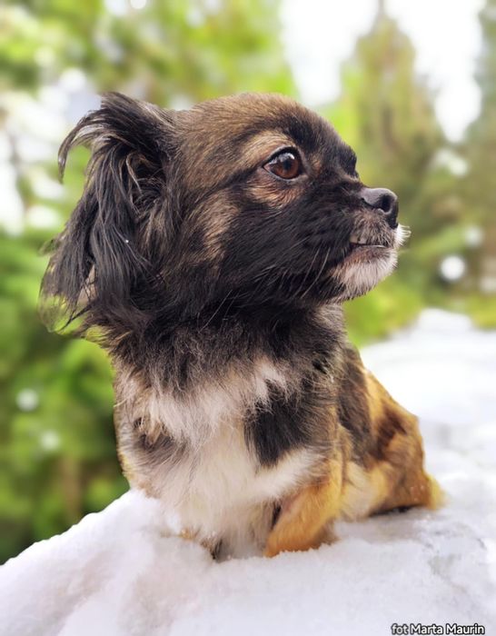 PEKINKA - szuka wyjątkowego Domu