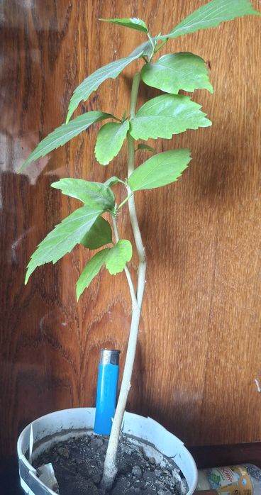 Гібіскус "El Capitolio Tequila Sunrise" кімнатний голандський