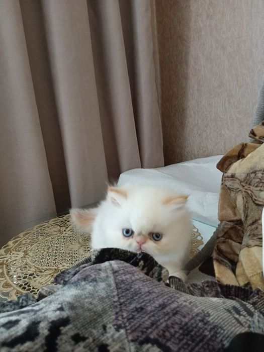 Персидские котята