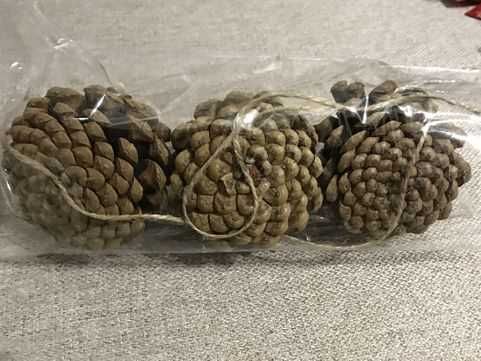 сосновые шишки . Соснові Шишки