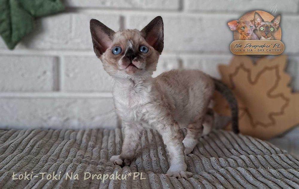 Łoki toki kocurek Devon Rex