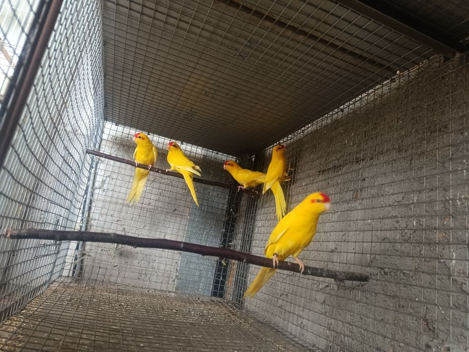 Kakarikis para ceder