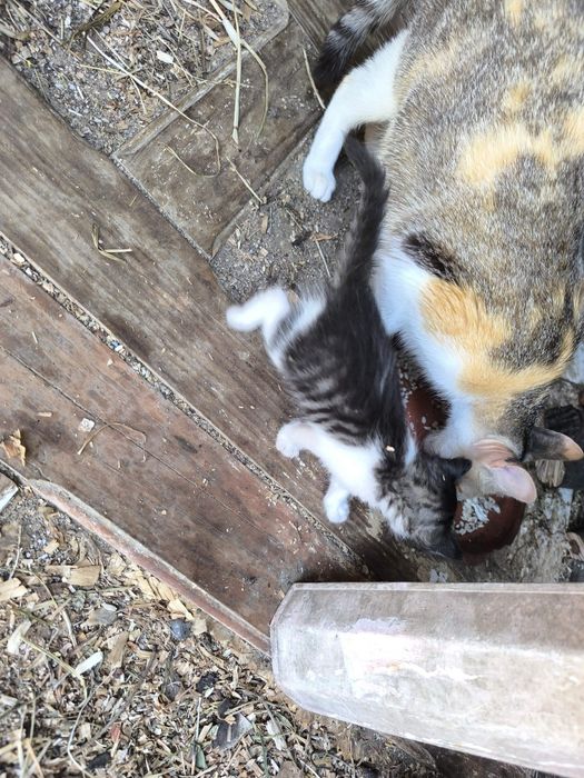 Gatinhos para oferecer Moreira de Cónegos