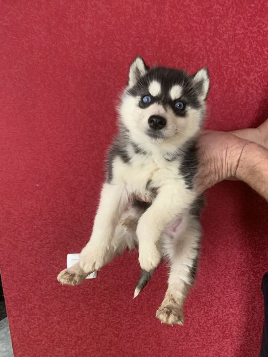 Цуценята Хасенята